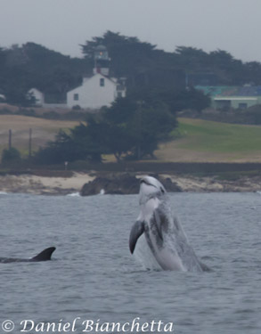 Risso's Dolphin in front of lighthouse, photo by Daniel Bianchetta