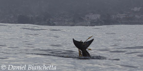 Risso's Dolphin kelping, photo by Daniel Bianchetta