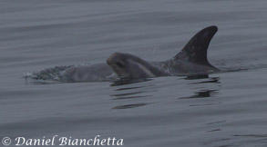 Risso's Dolphin mother and baby, photo by Daniel Bianchetta