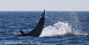 Risso's Dolphin Tail-slapping, photo by Daniel Bianchetta