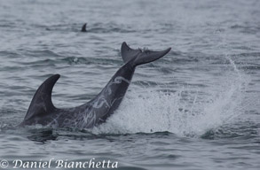 Risso's Dolphin tail-slapping, photo by Daniel Bianchetta