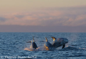 Risso's Dolphins at sunset, photo by Daniel Bianchetta