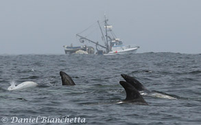 Risso's Dolphins near squid boat, photo by Daniel Bianchetta
