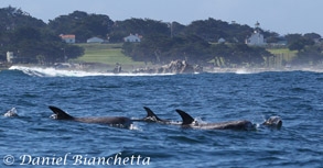 Risso's Dolphins in front of the lighthouse, photo by Daniel Bianchetta