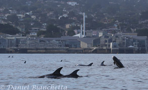 Risso's Dolphins near Monterey Bay Aquarium, photo by Daniel Bianchetta