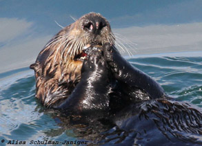 Sea Otter enjoying lunch, photo by Alisa Schulman-Janiger