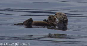 Sea Otter mother and pup, photo by Daniel Bianchetta