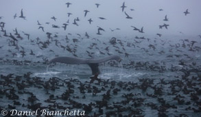 Sooty Shearwaters and Humpback Whale, photo by Daniel Bianchetta