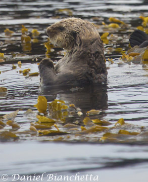 Southern Sea Otter in kelp, photo by Daniel Bianchetta