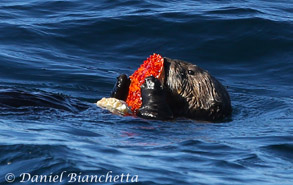 Southern Sea Otter eating a red rock crab, photo by Daniel Bianchetta