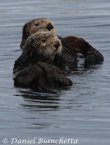 Sea Otters, photo by Daniel Bianchetta