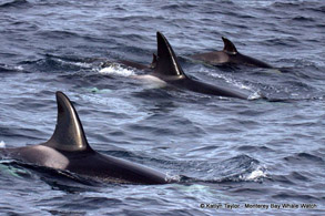 Transient Killer Whale family group, photo by Katlyn Taylor