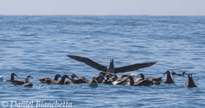 14 Black-footed Albatross, photo by Daniel Bianchetta
