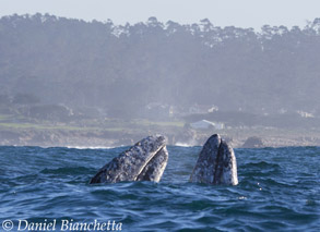 Two Gray Whales Spyhopping, photo by Daniel Bianchetta
