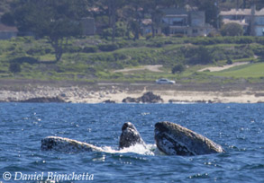 Three Gray Whales, photo by Daniel Bianchetta