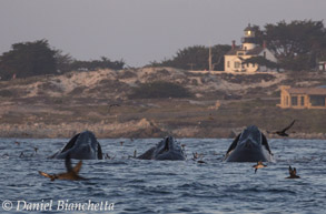 Humpback Whales lunge-feeding close to shore, photo by Daniel Bianchetta