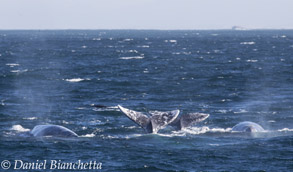 Four Gray Whales, photo by Daniel Bianchetta