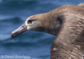 Black-footed Albatross close-up, photo by Daniel Bianchetta
