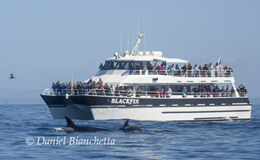 Blackfin and Killer Whales, photo by Daniel Bianchetta