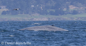 Blue Whale by 9th hole of Pebble Beach, photo by Daniel Bianchetta