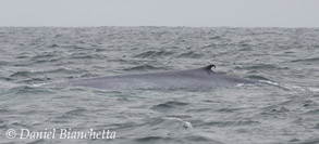 Blue Whale, photo by Daniel Bianchetta