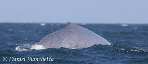 Blue Whale, to be featured on Big Blue Live