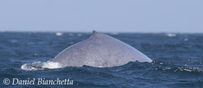 Blue Whale, photo by Daniel Bianchetta