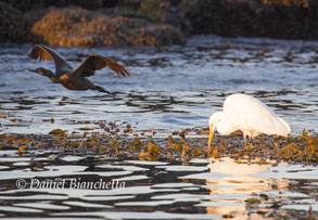 Brandt's Cormorant and Snowy Egret, photo by Daniel Bianchetta