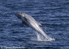 Breaching baby Risso's Dolphin, photo by Daniel Bianchetta