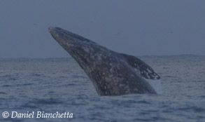 Breaching Gray Whale, photo by Daniel Bianchetta