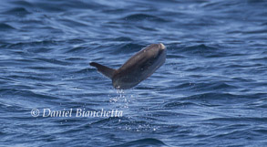 Breaching Mola Mola, photo by Daniel Bianchetta
