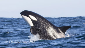 Breaching Offshore Killer Whale, photo by Daniel Bianchetta