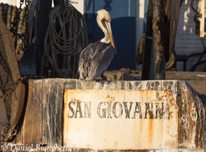 California Brown Pelican, photo by Daniel Bianchetta