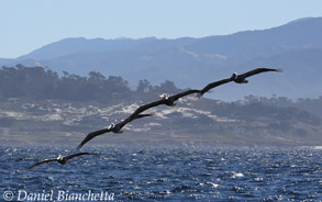 California Brown Pelicans in flight, photo by Daniel Bianchetta