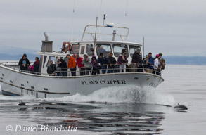 Dall's Porpoise bow riding Pt. Sur Clipper, photo by Daniel Bianchetta