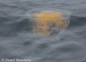 Egg Yolk Jelly, photo by Daniel Bianchetta