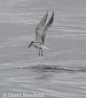 Elegant Tern eating an Anchovy, photo by Daniel Bianchetta