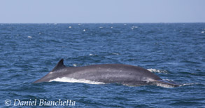 Fin Whale, photo by Daniel Bianchetta