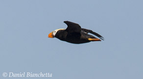 First Tufted Puffin of the year, photo by Daniel Bianchetta