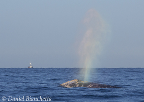Gray Whale rainbow blow, photo by Daniel Bianchetta