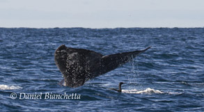 Gray Whale tail and Brandt's Cormorant, photo by Daniel Bianchetta
