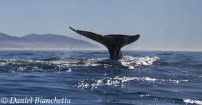 Gray Whale tail, photo by Daniel Bianchetta