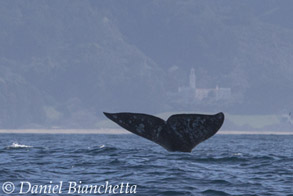 Gray Whale with monastery in background, photo by Daniel Bianchetta