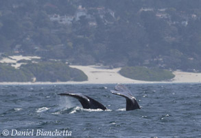 Gray Whales off Carmel Beach, photo by Daniel Bianchetta