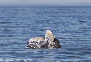 Gray Whale spy-hopping, photo by Daniel Bianchetta