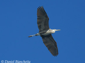 Great Blue Heron, photo by Daniel Bianchetta