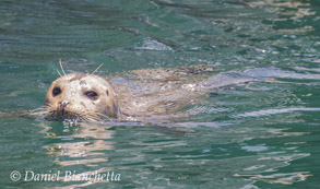 Harbor Seal, photo by Daniel Bianchetta