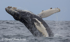 Humpback Whale, one of the marine mammals to be featured on Big Blue Live