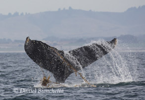 Humpback Whale kelping, photo by Daniel Bianchetta