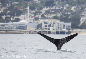 Humpback Whale near Monterey Bay Aquarium, photo by Daniel Bianchetta